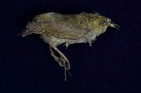 藏品(綠繡眼)的圖片